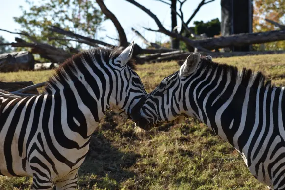 Jet10 Casino Ënnerstëtzung